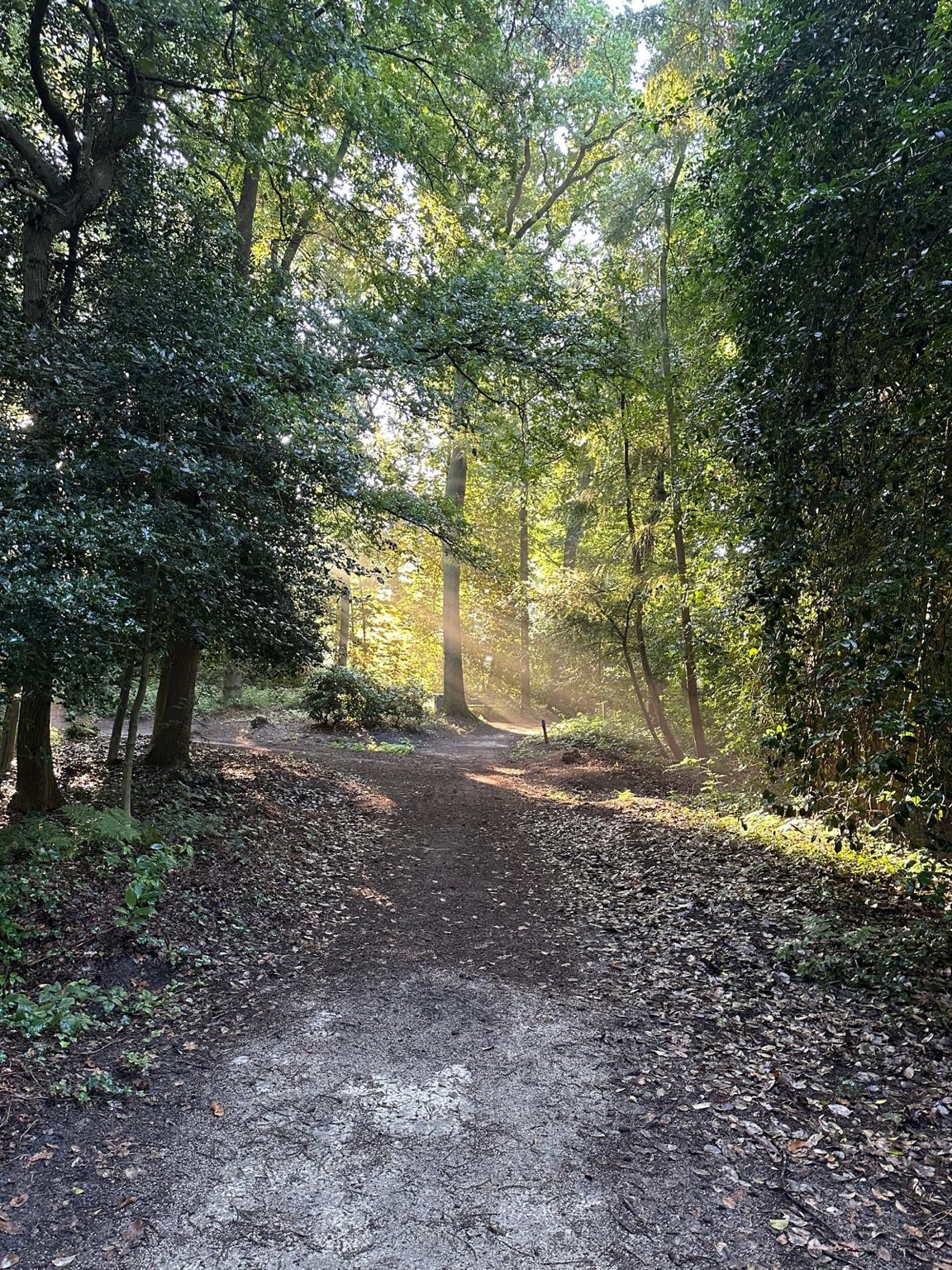 Bospad met zonlicht tussen de bomen